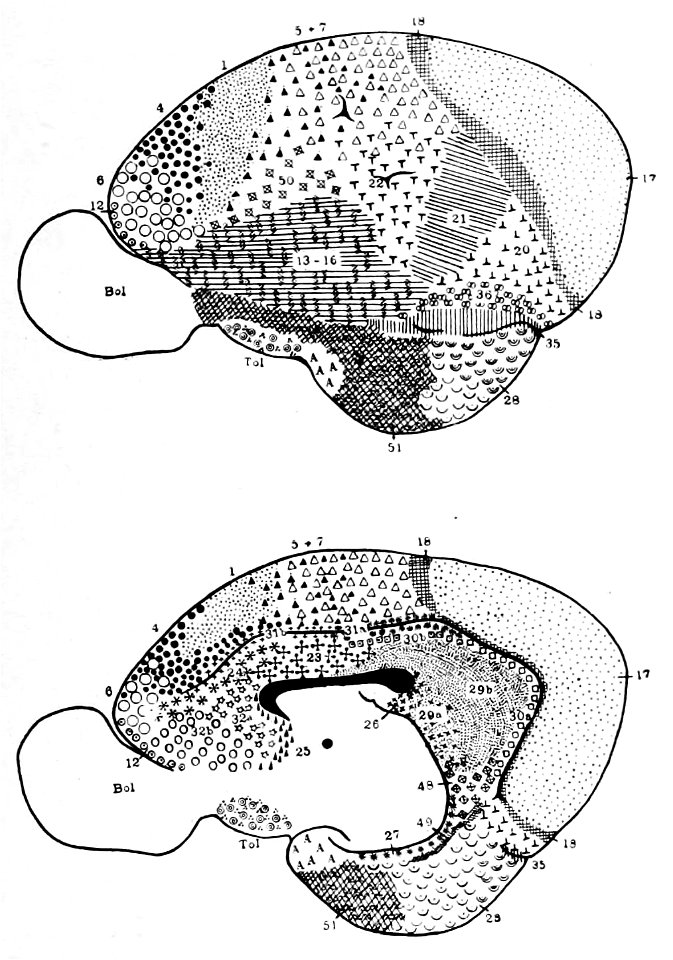Brodmann areas of the Indian fruit bat (K. Brodmann, 1909, p. 179, Fig. 102-103)