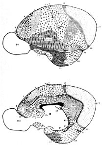 Brodmann areas of the Indian fruit bat (K. Brodmann, 1909, p. 179, Fig. 102-103)