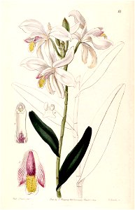 Bromheadia finlaysoniana (as Bromheadia palustris) - Edwards vol 30 (NS 7) pl 18 (1844)