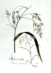 Bromus giganteus — Flora Batava — Volume v2