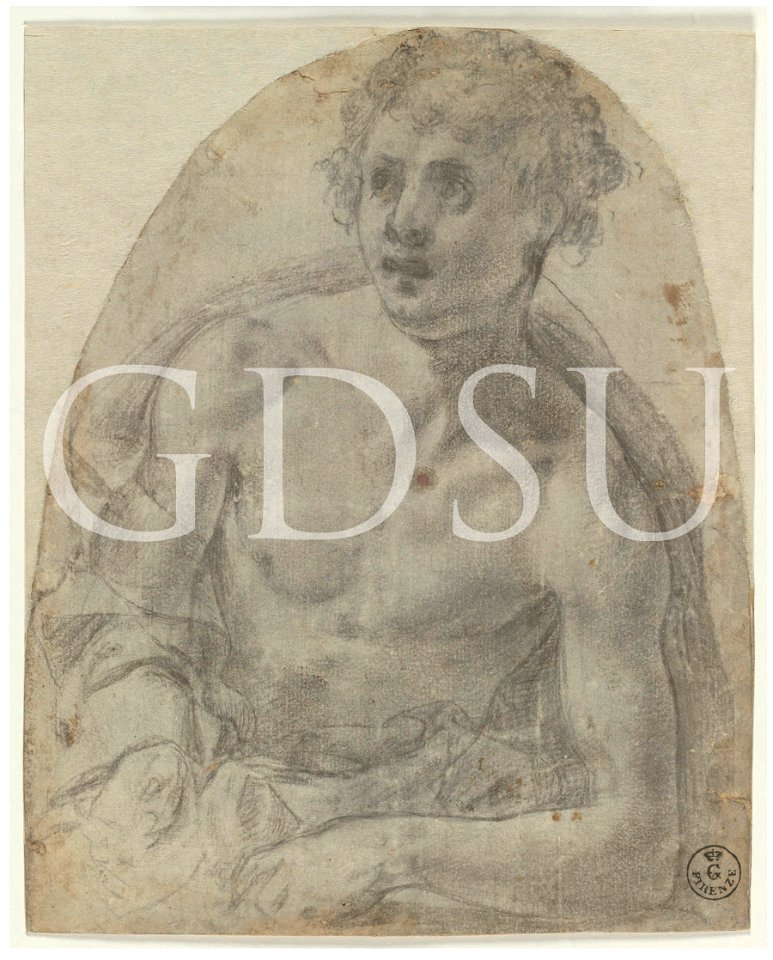 Bronzino - inv 6674 F