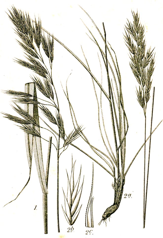 Bromus spp Sturm46