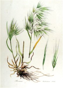Bromus tectorum — Flora Batava — Volume v13