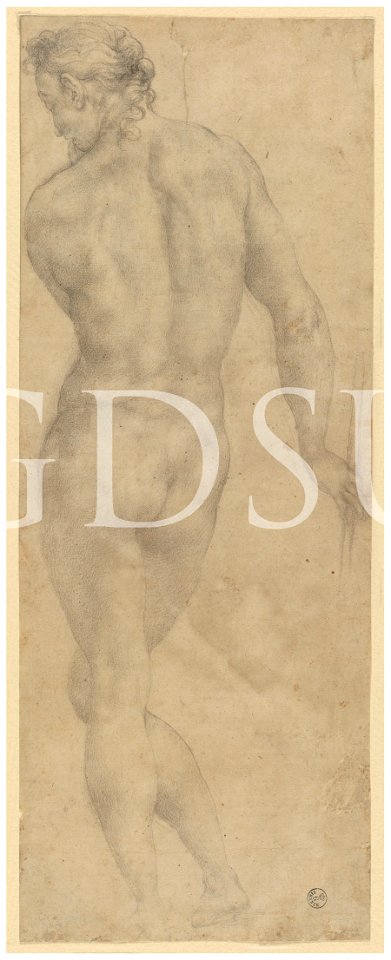Bronzino - inv 6562 F