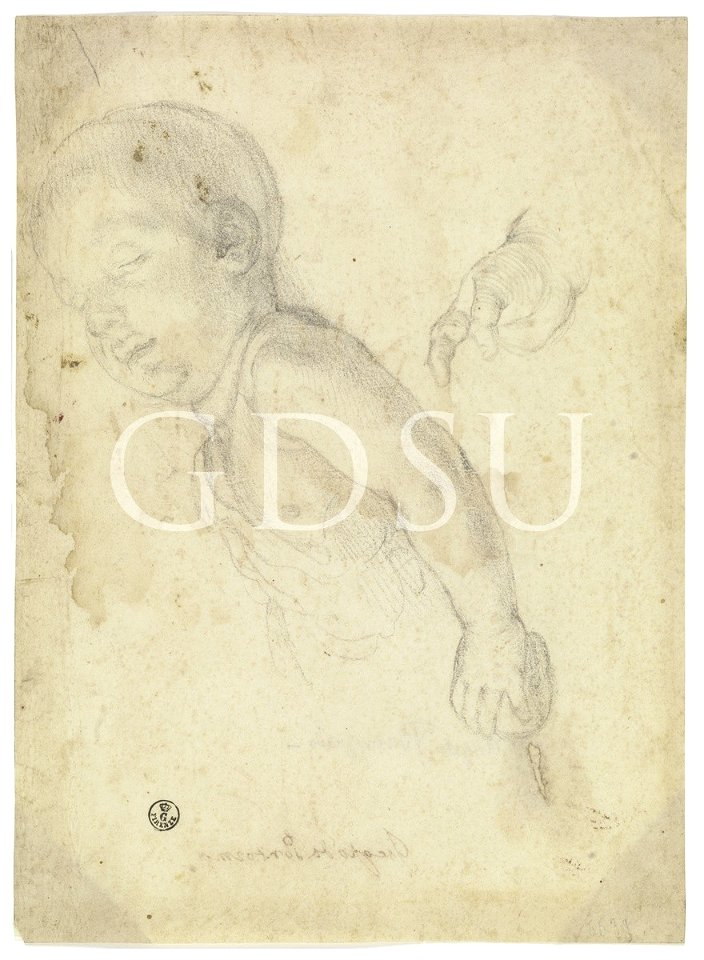 Bronzino - inv 6639 F
