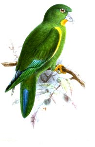 BrotogerysGustaviKeulemans