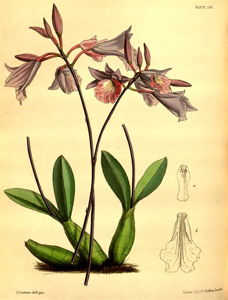 Broughtonia domingensis Paxton 105