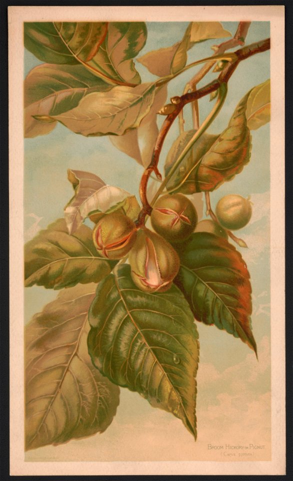 Broom hickory or pignut (Carya porcina) LCCN2016652342