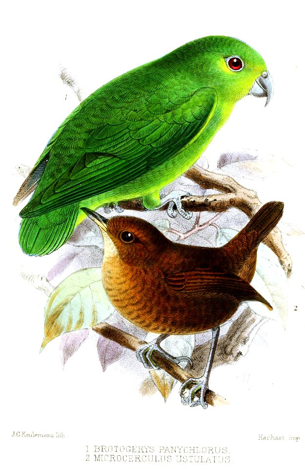 BrotogerysMicrocerculusKeulemans