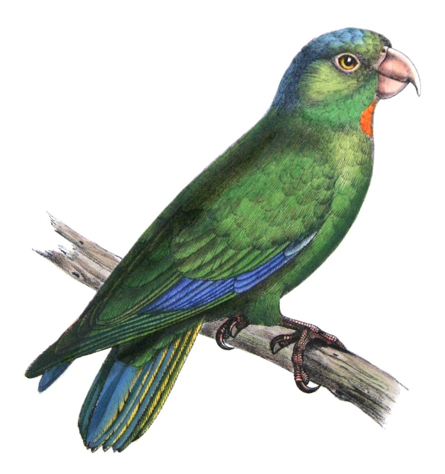 Brotogeris jugularis - Castelnau