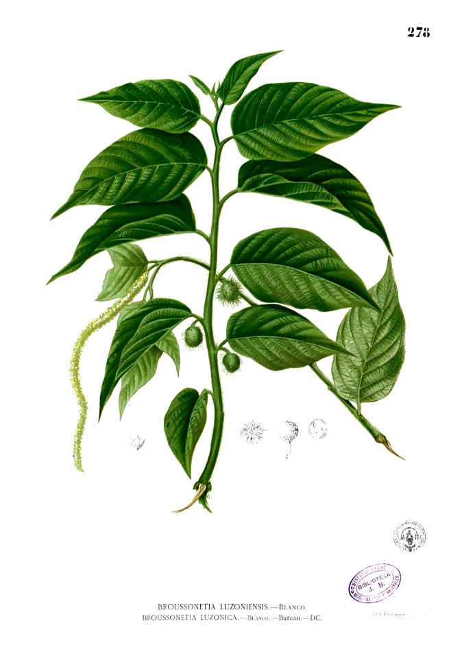 Broussonetia sp Blanco2.278