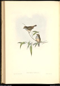 Brown Thornbill by John Gould