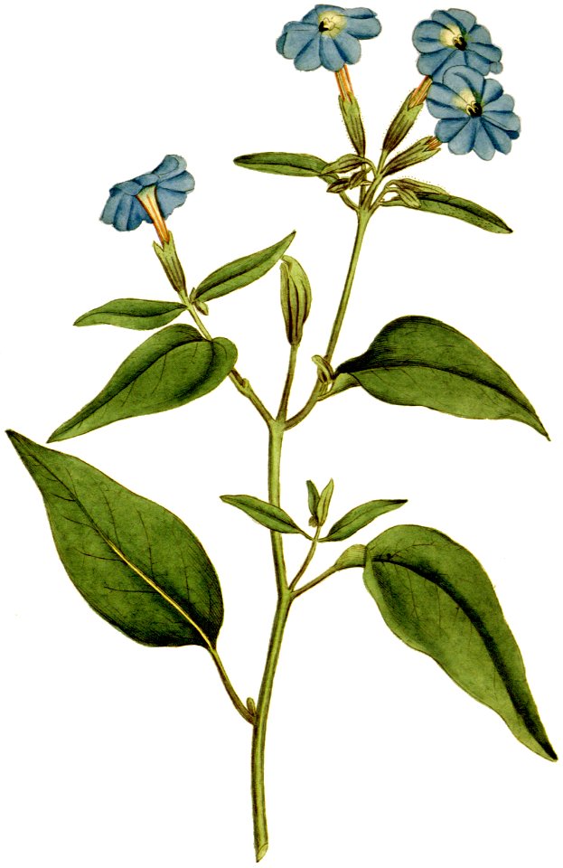 Browallia elata 1787