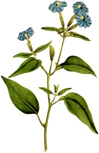 Browallia elata 1787