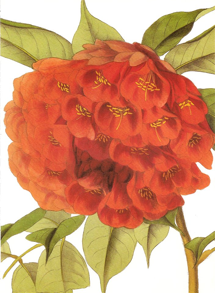 Brownea ariza RHS