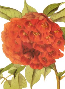 Brownea ariza RHS