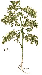 Brunfels Dyll