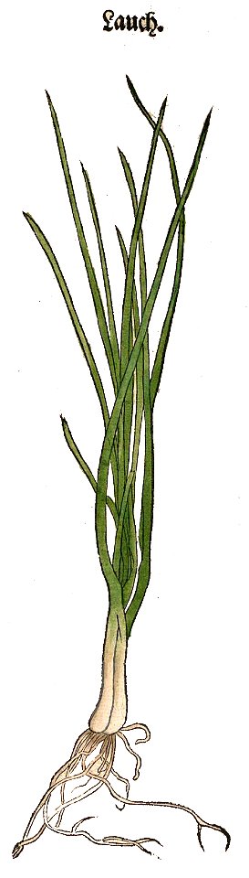 Brunfels Lauch