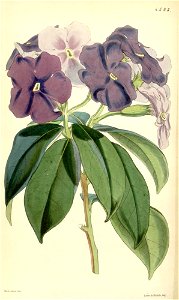 Brunfelsia pauciflora Curtis 4583