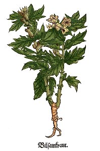 Brunfels Bilsamkraut