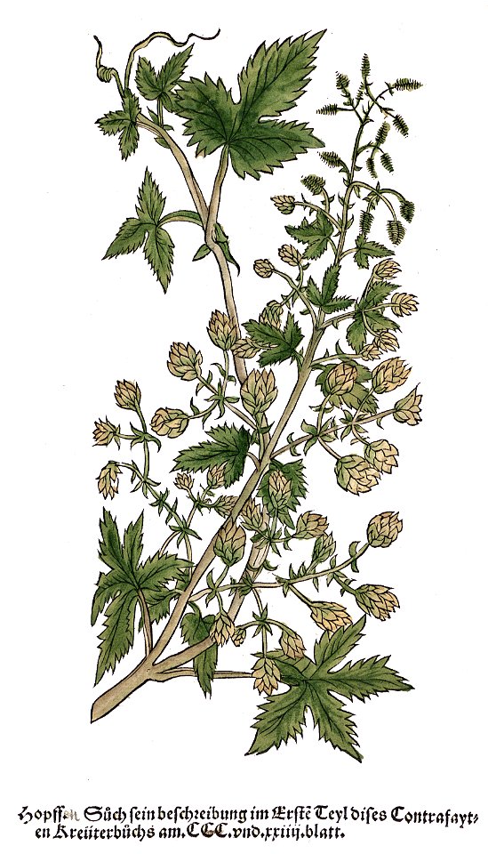 Brunfels Hopffen