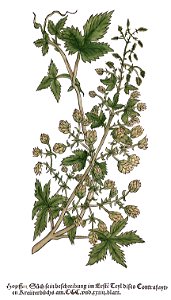 Brunfels Hopffen