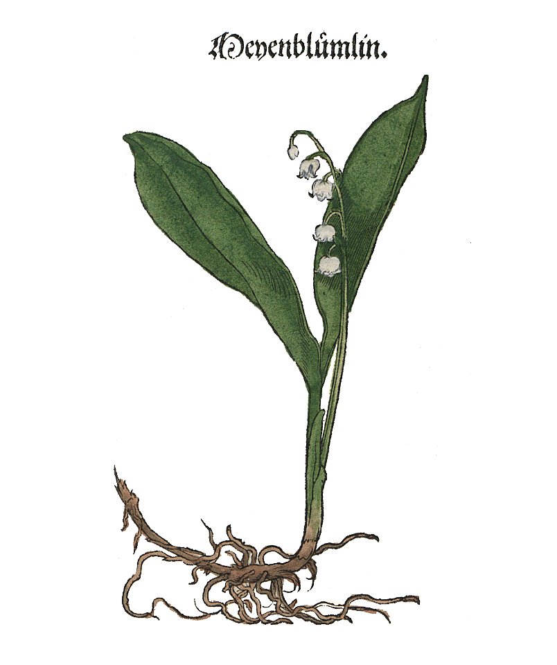 Brunfels Meyenblume