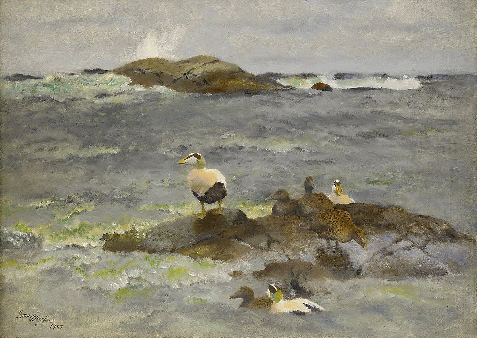 Bruno Liljefors - Ejdrar på kobbe