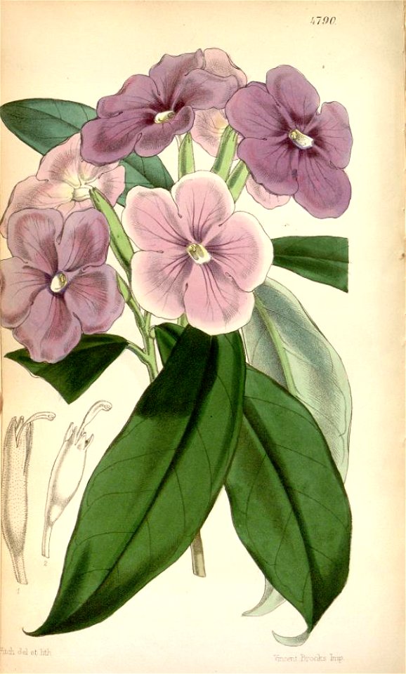 Brunfelsia pauciflora Curtis 4790
