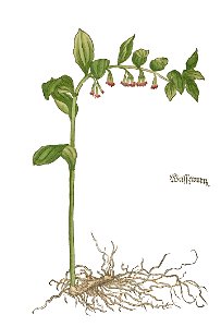 Brunfels 1532 Weißwurz a