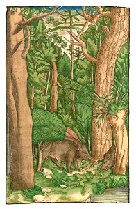 Brunfels Bäume 1537