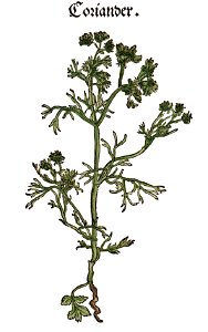 Brunfels Coriander