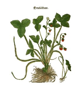 Brunfels Erdberkraut
