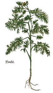 Brunfels Fenchel