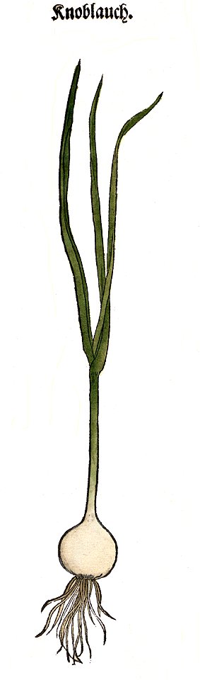 Brunfels Knoblouch