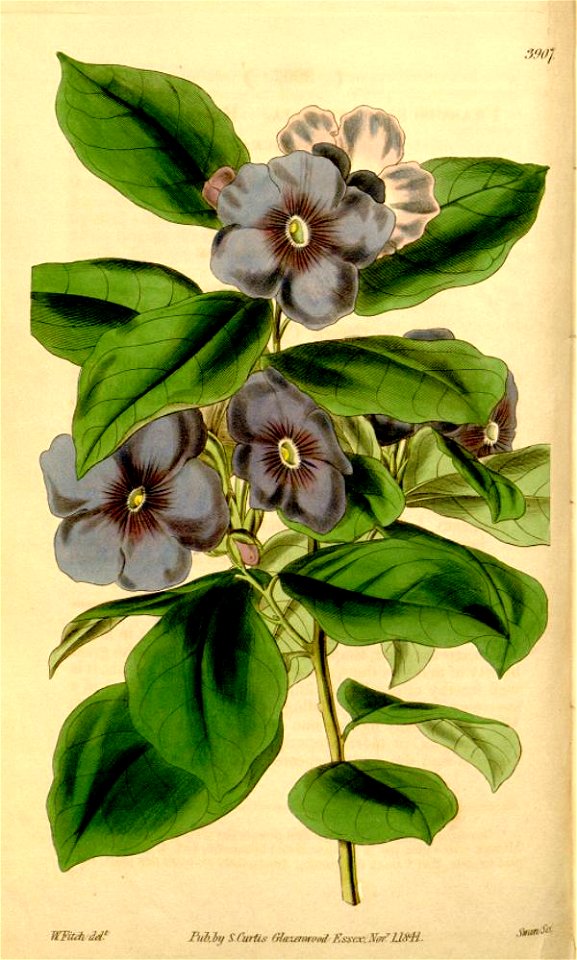 Brunfelsia latifolia Curtis 3907