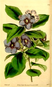 Brunfelsia latifolia Curtis 3907
