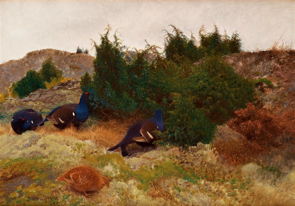 Bruno Liljefors - Orrar om hösten 1909