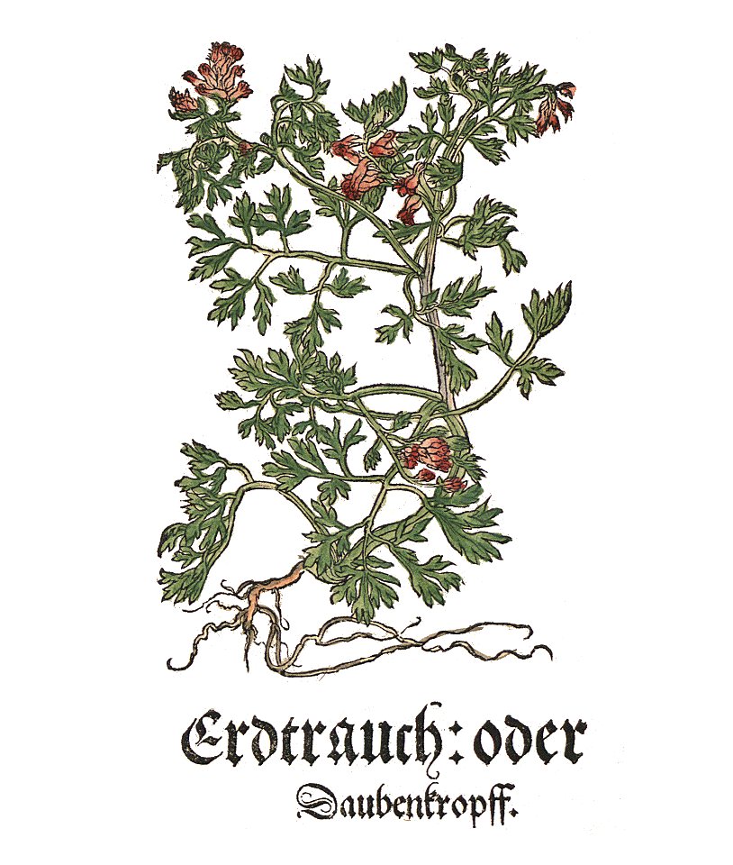Brunfels 1532 Erdtrauch