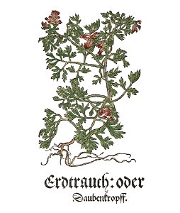 Brunfels 1532 Erdtrauch