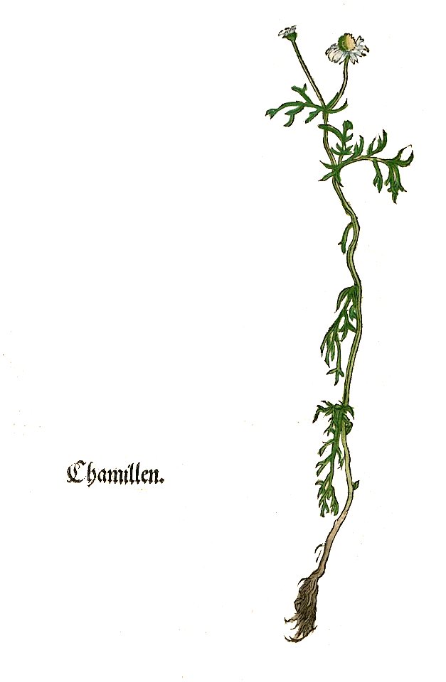 Brunfels Chamillen