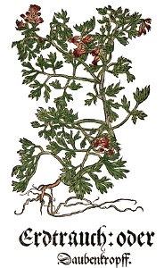 Brunfels Erdtrauch