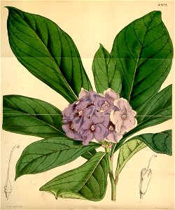 Brunfelsia hydrangeiformis Curtis 4209