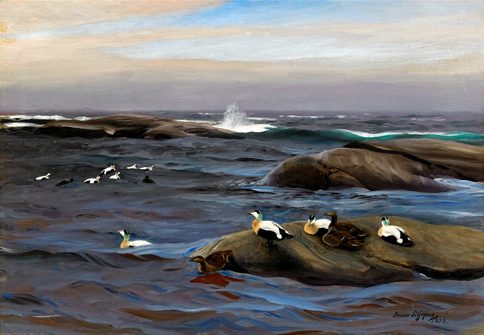 Bruno Liljefors - Ejdrar på kobbe 1899