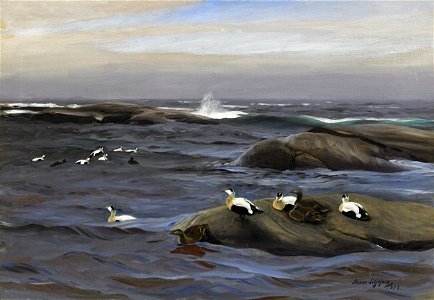 Bruno Liljefors - Ejdrar på kobbe 1899