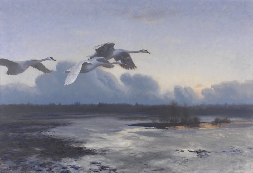 Bruno Liljefors - Knobbelzwanen op avondtrek - 0211 - Rijksmuseum Twenthe