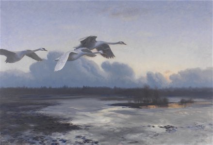 Bruno Liljefors - Knobbelzwanen op avondtrek - 0211 - Rijksmuseum Twenthe