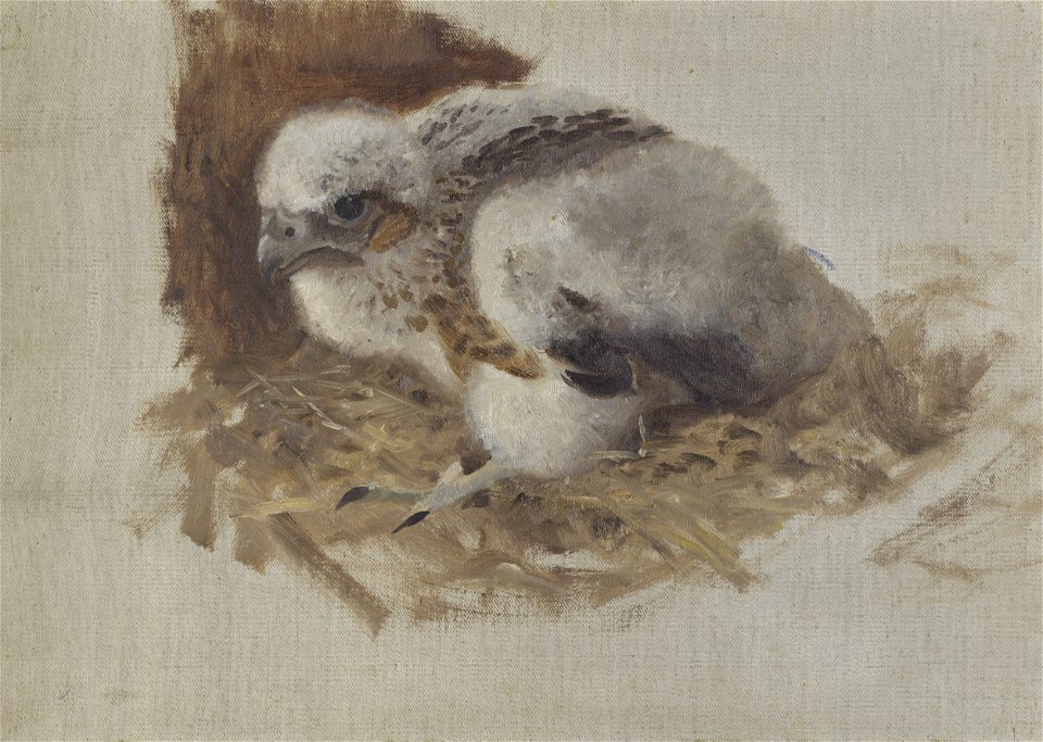 Bruno Liljefors Detail Study of a Peregrine Falcon's Nest Thielska 277c