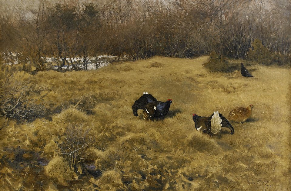 Bruno Liljefors - Black grouse displaying 1907