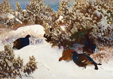 Bruno Liljefors - Orrar i vinterlandskap 1911
